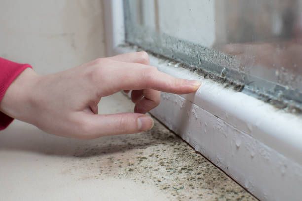 Reliable Woodlynne, NJ Mold Removal Solutions